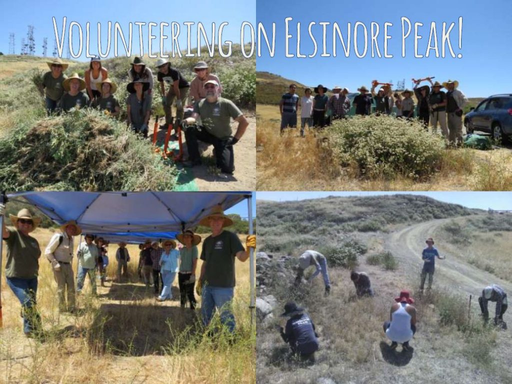 Volunteer Back to Natives Restoration